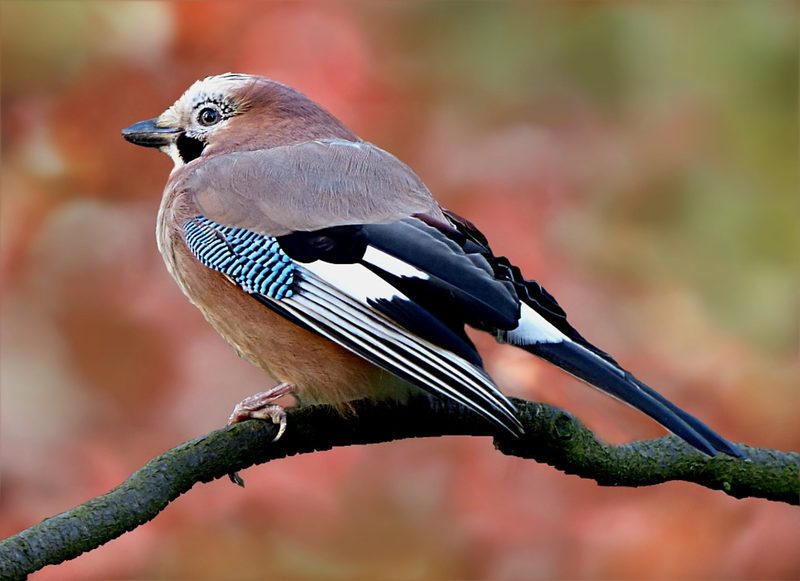 12 Schweizer Vogelarten, die Sie kennen sollten