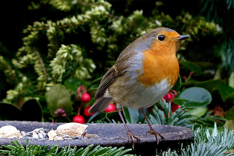 12 Schweizer Vogelarten, die Sie kennen sollten