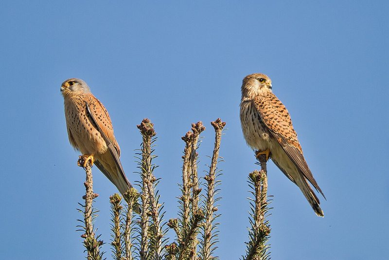 12 Schweizer Vogelarten, die Sie kennen sollten