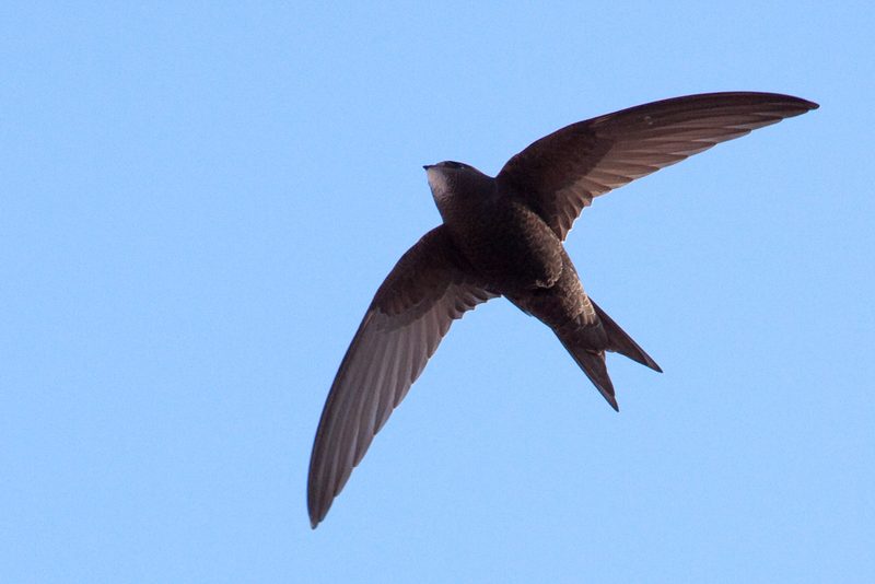 12 Schweizer Vogelarten, die Sie kennen sollten