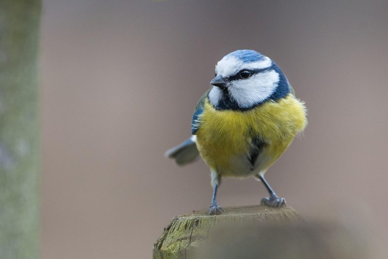 12 Schweizer Vogelarten, die Sie kennen sollten