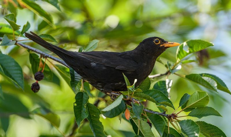 12 Schweizer Vogelarten, die Sie kennen sollten