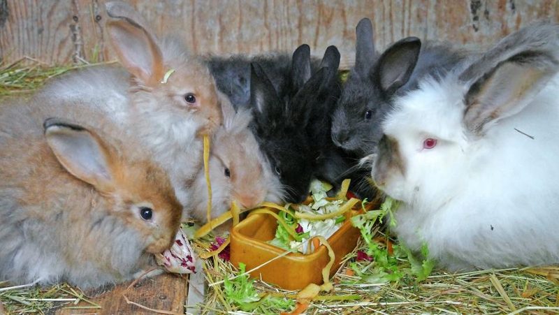 Kaninchen fressen Kräuter
