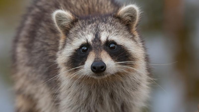 Waschbär schaut in Kamera