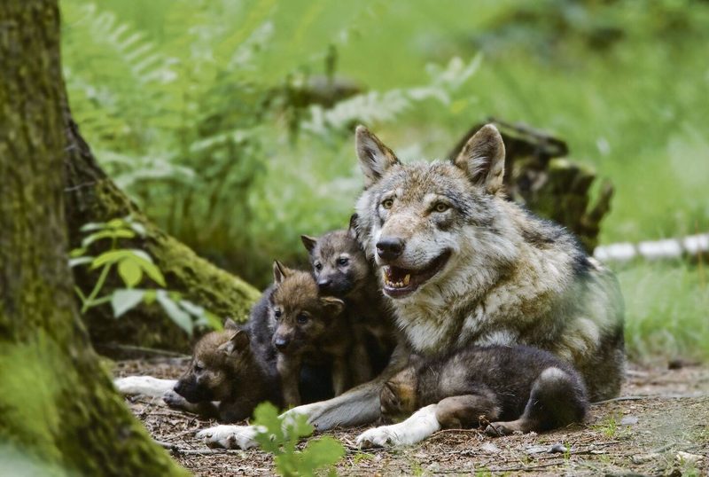Ein Wolfsrudel besteht aus einem Wolfspaar, dessen Welpen und den Jungtieren des Vorjahres.