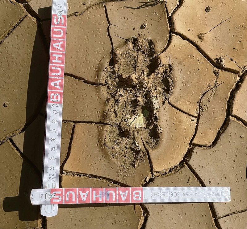 Wolfsmonitoring in Deutschland: Freiwillige sammeln Beweise