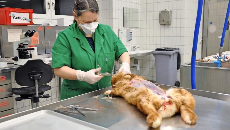 Kaninchen-Sektion an der Universität Zürich