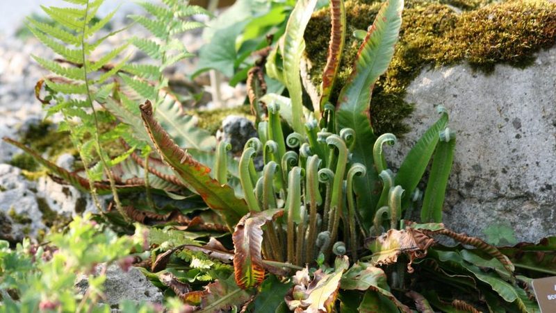 Asplenium scolopendrium