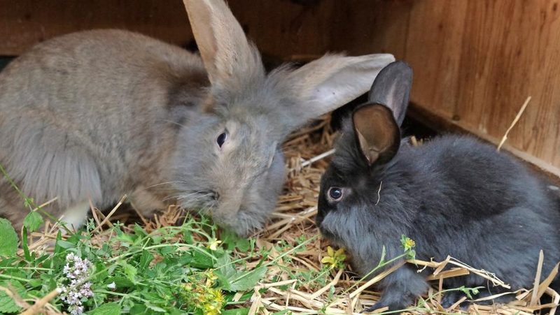 Kaninchen fressen im Stall Kräuter