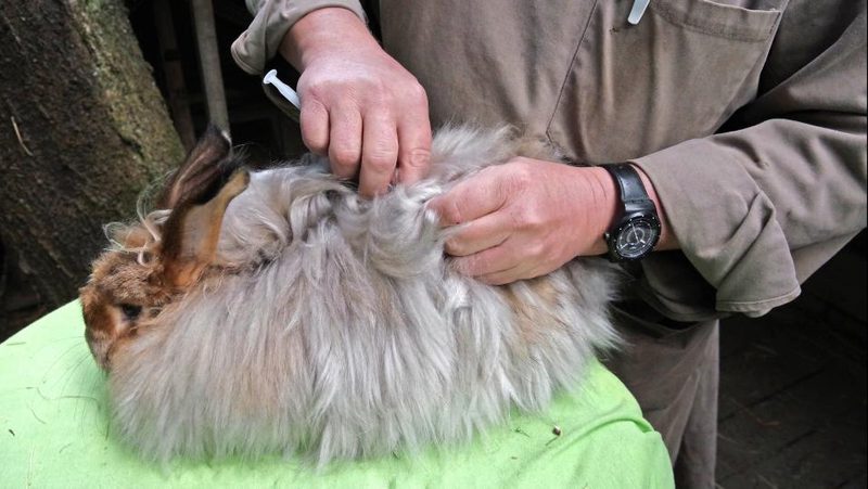 Kaninchen wird geimpft
