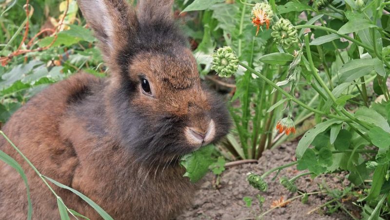 Kaninchen frisst Kräuter