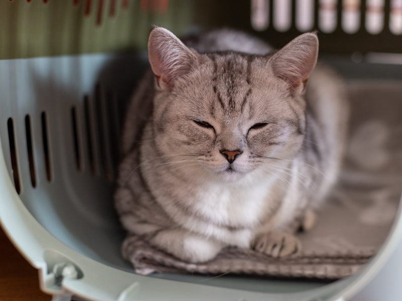 Mit der Katze in den Urlaub