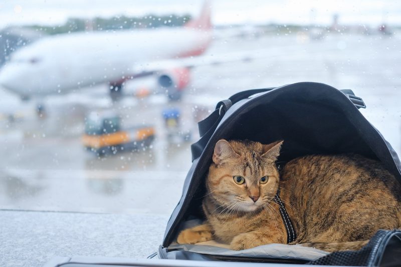 Mit der Katze in den Urlaub