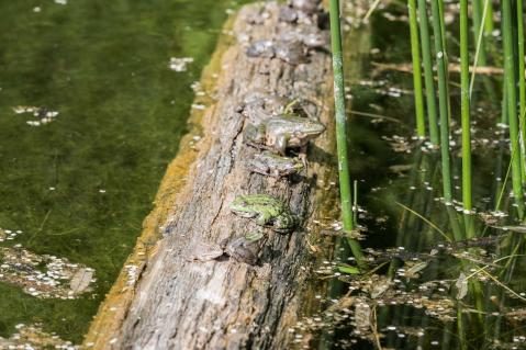 09-auen.jpg