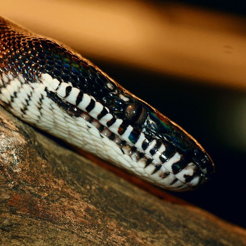 Eine Weiss-lippenpython aus den Urwäldern Neuguineas kriecht im Terrarium.