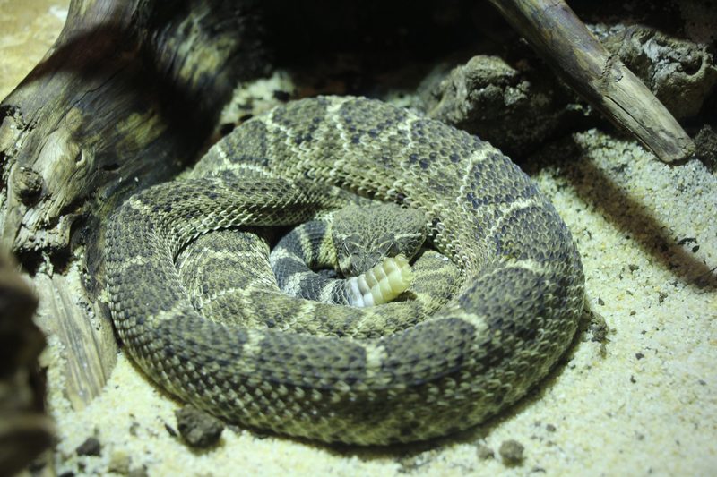 Das Vivarium de Meyrin als Ausflugsziel