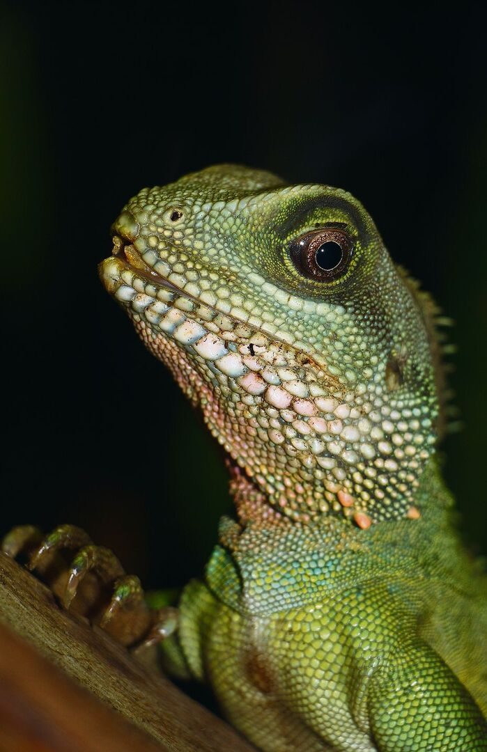 Die Grüne Wasseragame braucht ein Wasserbassin in ihrem Terrarium.