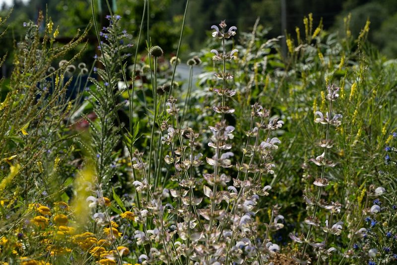 Julia Köwitzsch: Naturnaher Schrebergarten