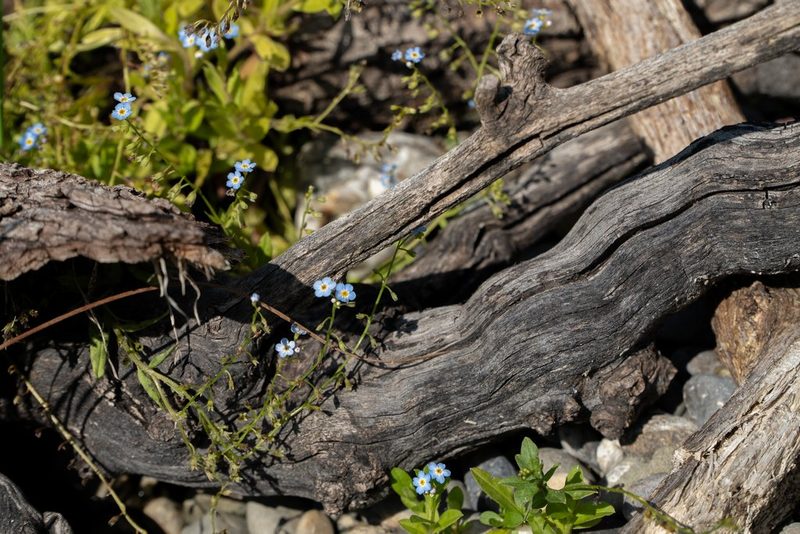 Julia Köwitzsch: Naturnaher Schrebergarten