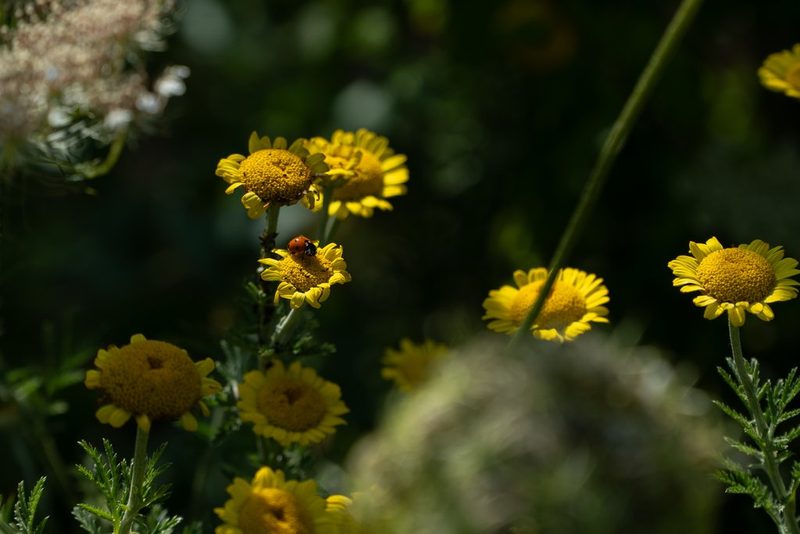 Julia Köwitzsch: Naturnaher Schrebergarten