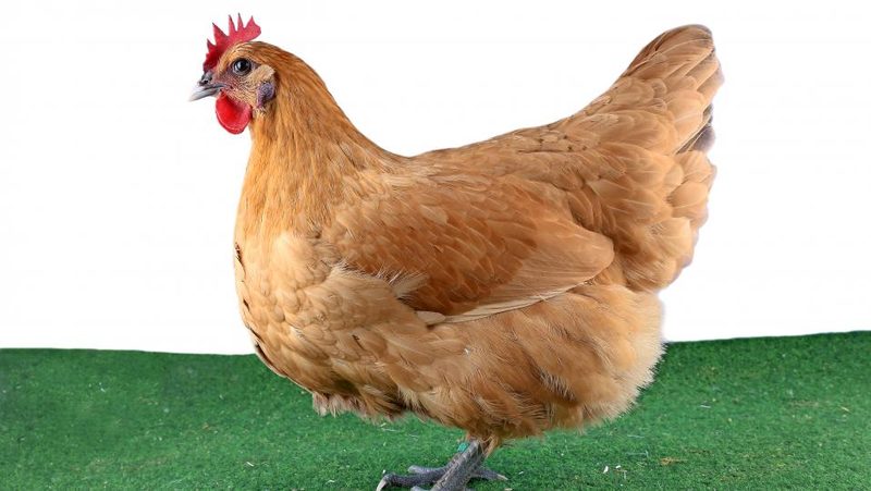 Sachsenhuhn