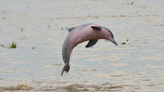 Amazonas-Sotalie springt aus Wasser