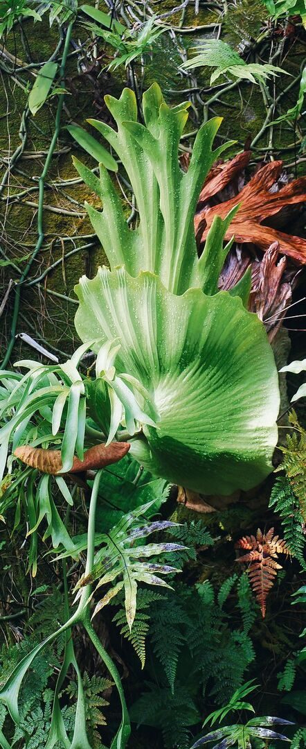 Das Geweihfarn und andere epiphytischen Pflanzen wachsen an einer Steinmauer.