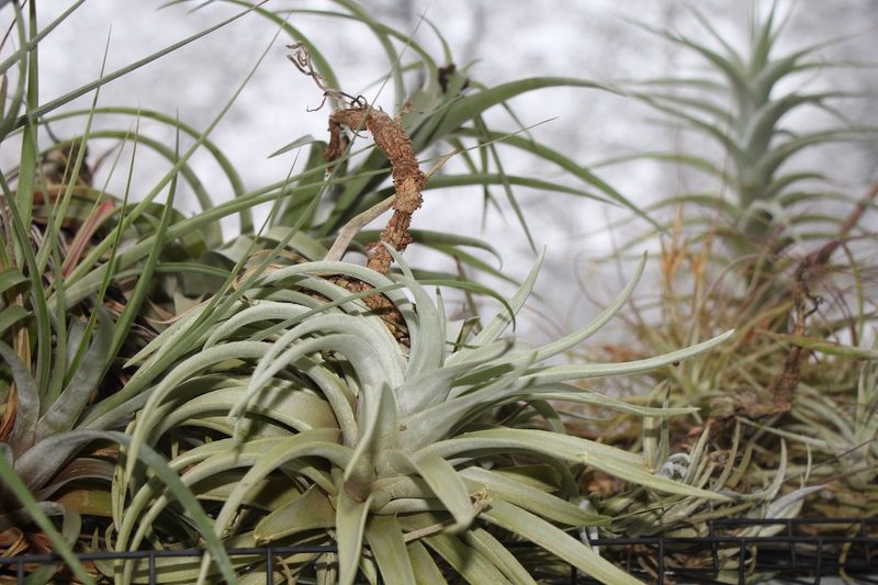 Pflanzengrün in der Vertikalen