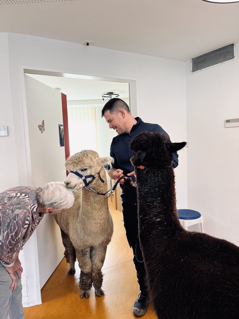 Tiere im Einsatz: Therapie mit Alpakas, Hunden und Ameisen