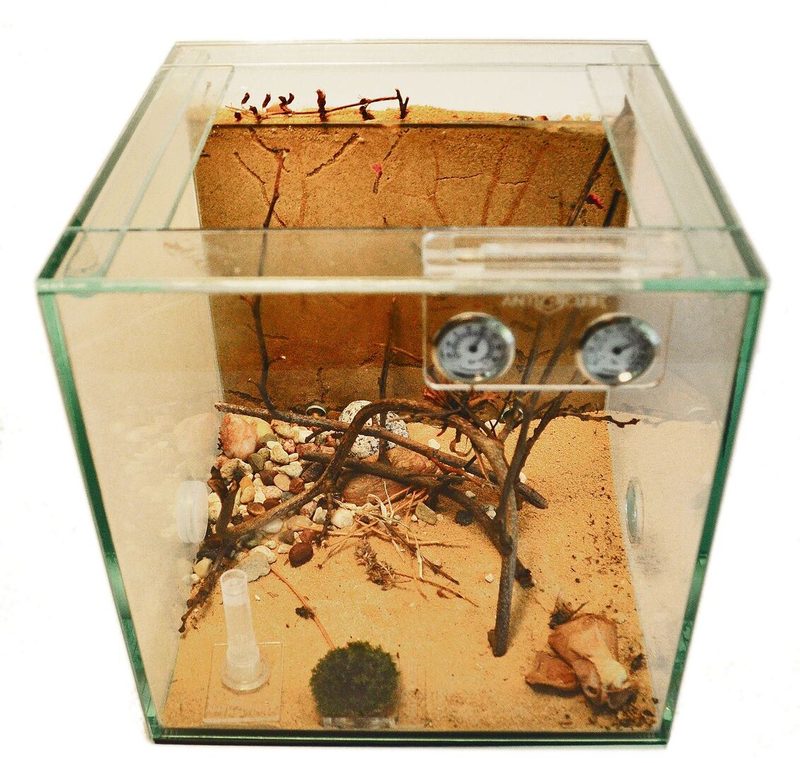 Das Formicarium für die Schwarze Gartenameise besteht aus einem Nest- und einem Auslaufbereich.