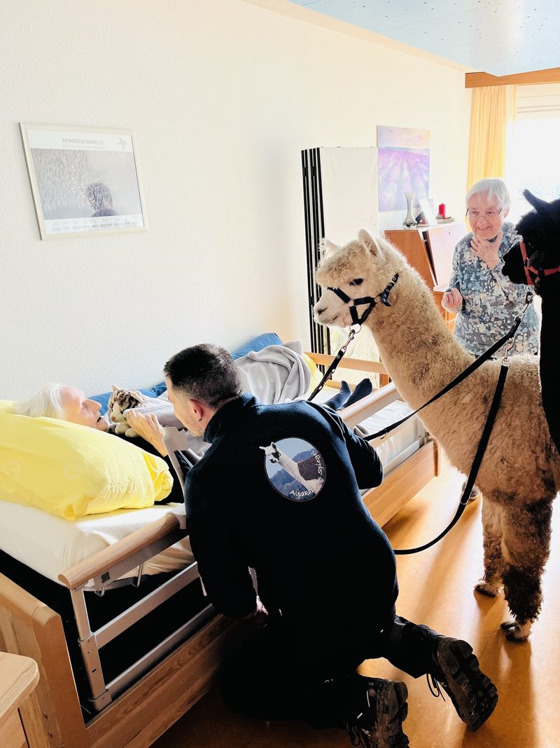 Tiere im Einsatz: Therapie mit Alpakas, Hunden und Ameisen