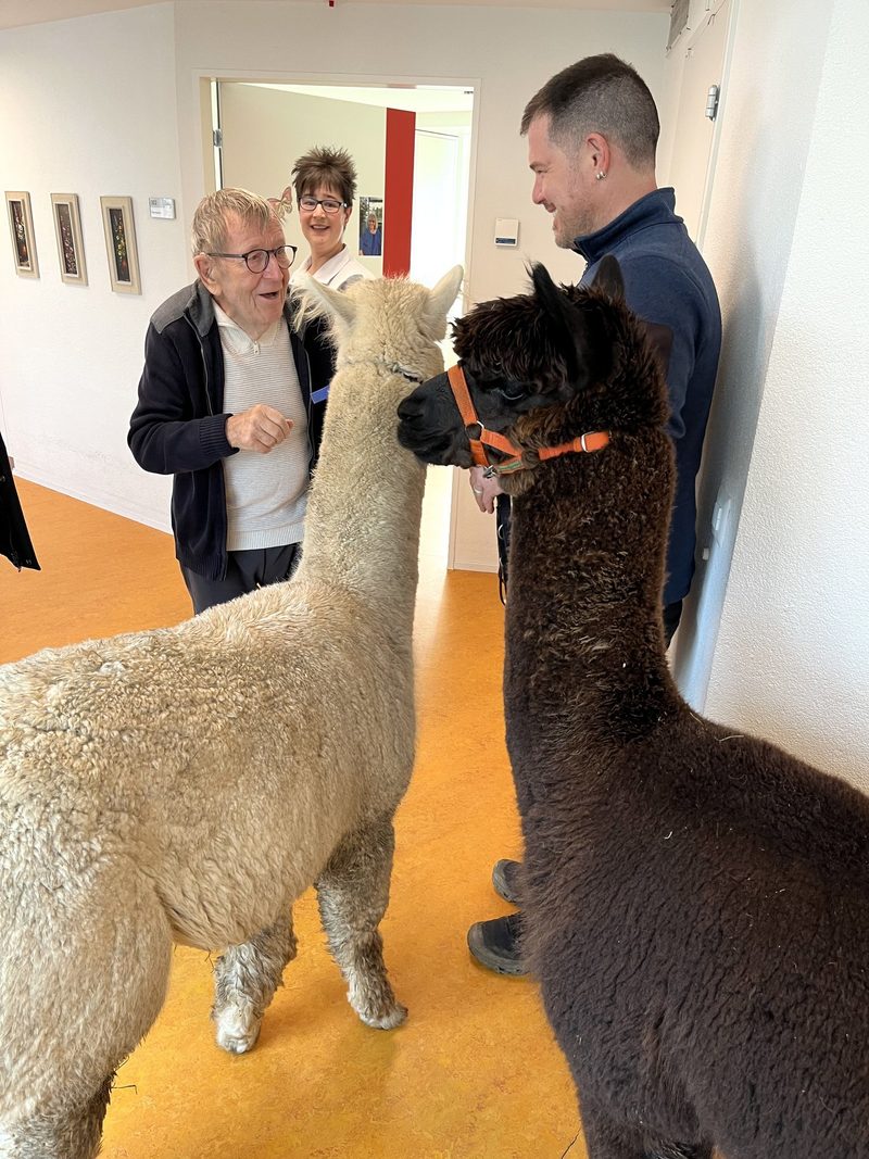Tiere im Einsatz: Therapie mit Alpakas, Hunden und Ameisen