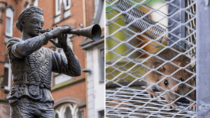 Wo der Mensch hingeht, folgt die Ratte