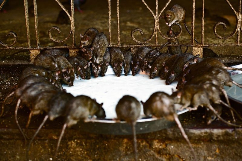 Im indischen Karni-Mata-Tempel werden tausende Ratten gefüttert und verehrt.