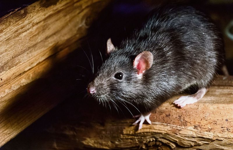 Ratten fühlen sich in der Nähe des Menschen wohl.