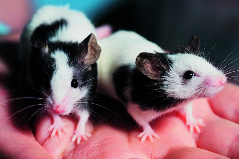 Zahme Ratten kommen in allen möglichen Farbvarianten vor.