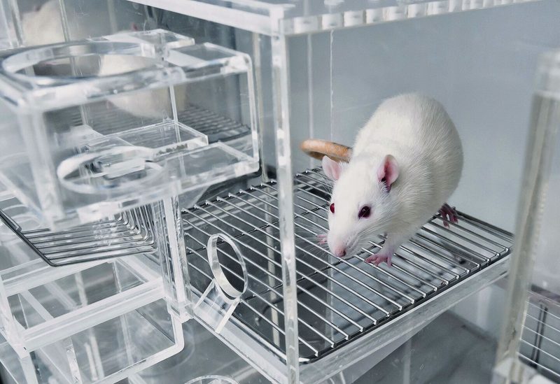 Wegen ihrer Neugierde und Zutraulichkeit, aber auch der Ähnlichkeit zum Menschen sind Ratten beliebte Labortiere.