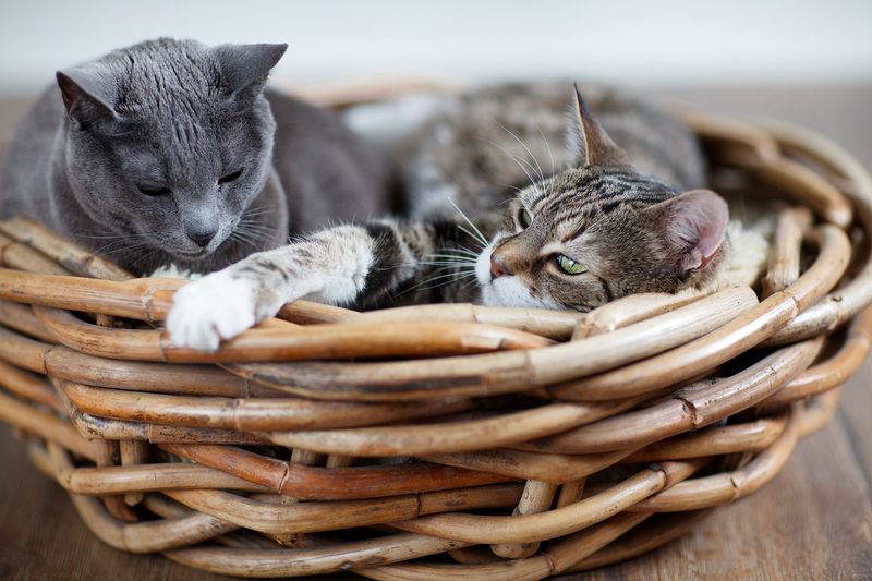 So klappt die Vergesellschaftung von Katzen