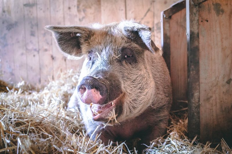 Abkehr von der Nutztierhaltung: Warum verzichten immer mehr Menschen auf tierische Produkte?
