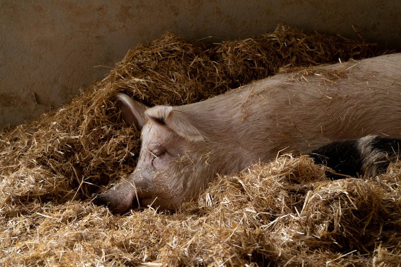 Abkehr von der Nutztierhaltung: Warum verzichten immer mehr Menschen auf tierische Produkte?