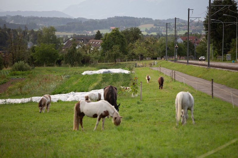 Abkehr von der Nutztierhaltung: Warum verzichten immer mehr Menschen auf tierische Produkte?