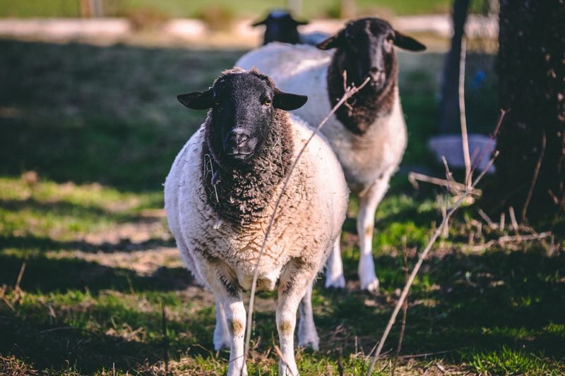 Abkehr von der Nutztierhaltung: Warum verzichten immer mehr Menschen auf tierische Produkte?