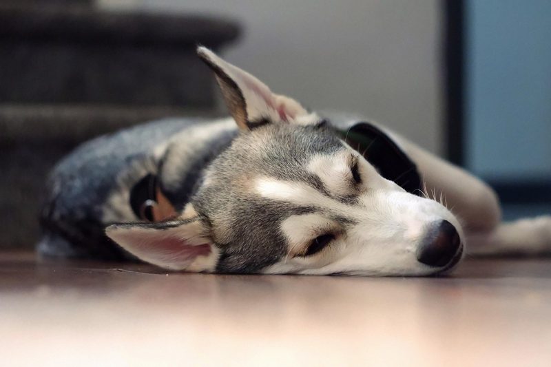 Hund alleine lassen: Wie lange ist zu viel?