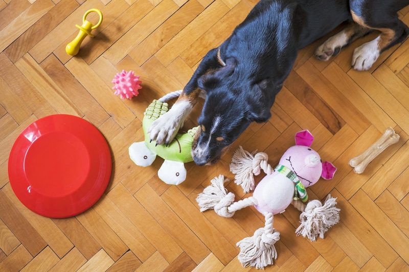 Hund alleine lassen: Wie lange ist zu viel?
