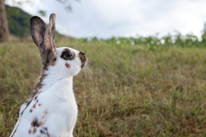 Die bunten Dreifarben-Kleinscheckenkaninchen