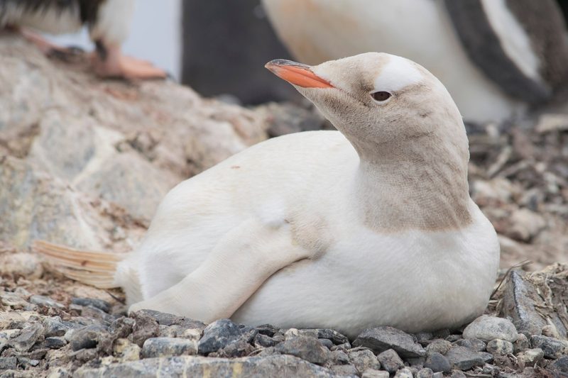 Albinismus: Warum manche Tiere komplett weiss sind