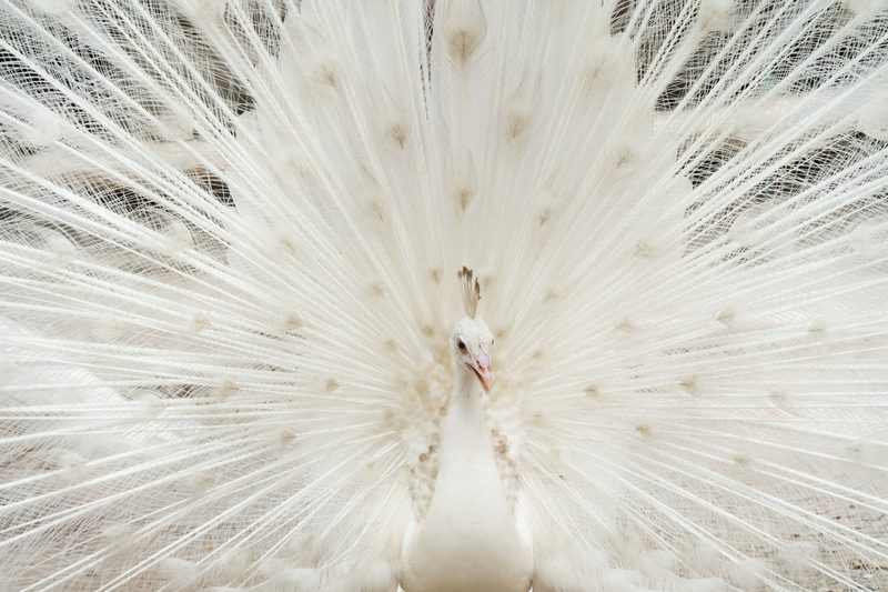 Albinismus: Warum manche Tiere komplett weiss sind