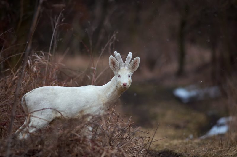 Albinismus: Warum manche Tiere komplett weiss sind
