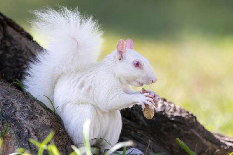 Albinismus: Warum manche Tiere komplett weiss sind