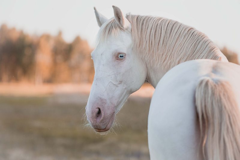 Albinismus: Warum manche Tiere komplett weiss sind